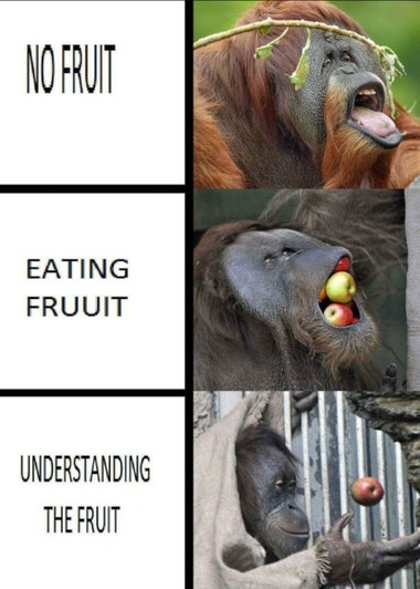 Meme with 3 images of monkeys interacting with apples with caption "no fruit, eating fruit, understanding fruit"