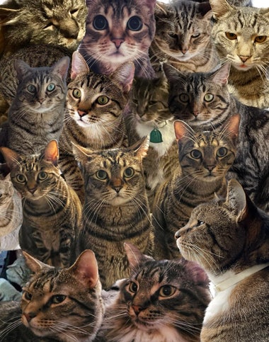 A collage of brown tabby cats