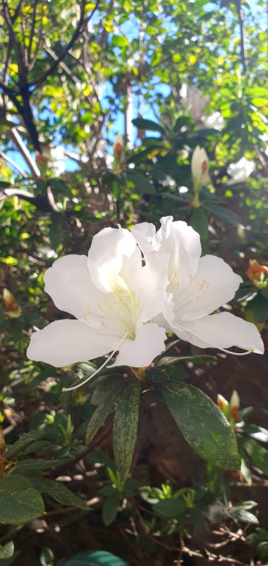 White azaleas growing on the plant. The petals are delicate large and a little frilly, the stamens are long and elegant, and the leaves are thin dark green. The perfect white flowers shine brightly in the dappled sunlight.