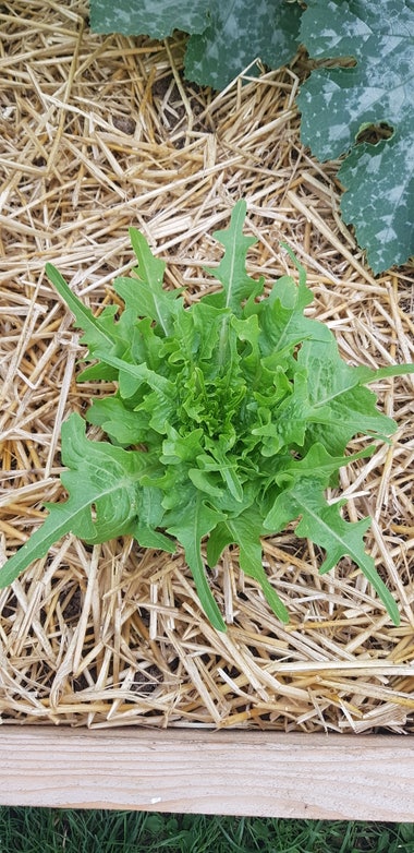 A lettuce with pointy oak-shaped leaves