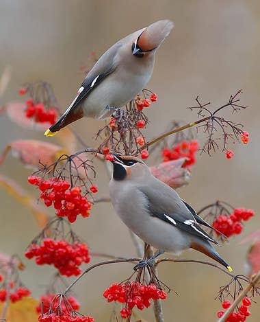 [This is a close-up photo of two Japanese Waxwing birds perched on the bare branches of a Rowan tree that has no leaves. Only sparse clumps of bright red berries are on the branches. The bird on the bottom branch has a red berry in its beak and the bird on the higher branch is looking down at a clump of berries to its lower left. The birds and berries are in very sharp focus in the foreground. The background is blurred out, which makes the birds and berries look like they are isolated on a canvas. The background is a very light tan color which makes the berries and birds stand out more.]