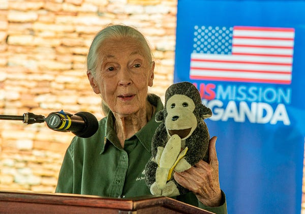 Jane Goodall with a stuffed monkey during a speech Von U.S. Mission Uganda - https://www.flickr.com/photos/54621517@N08/53138559078/, CC BY 2.0, https://commons.wikimedia.org/w/index.php?curid=145055699