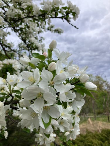 A crabapple tree laden with white blossoms, in the foreground a branch of five-petalled yellow-centred flowers is in focus, in the background, flowers against a cloudy grey and lush greenery