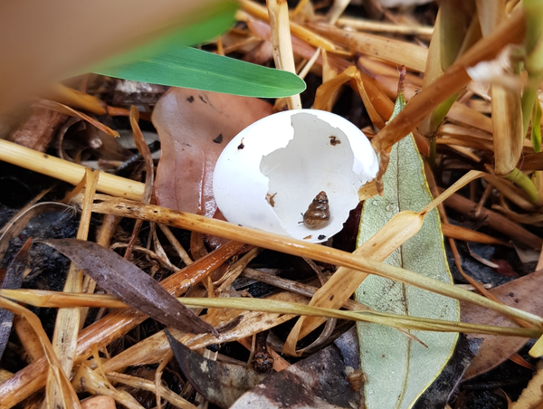A small white empty eggshell sitting amongst dead grass and leaves. It's missing a huge chunk and a tiny conical snail can be seen on the inside surface.