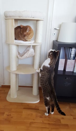 A photo of two cats inspecting their new cat tree. One is sitting in one of the compartments, the other is standing on his back legs and bracing his front paws on the tree, elongated and tall. He reaches a good over two thirds of the height of the tree. The tree itself is pale birch wood, cream plush fabric and pale sisal rope. The cats are both tabbies, orange and brown.