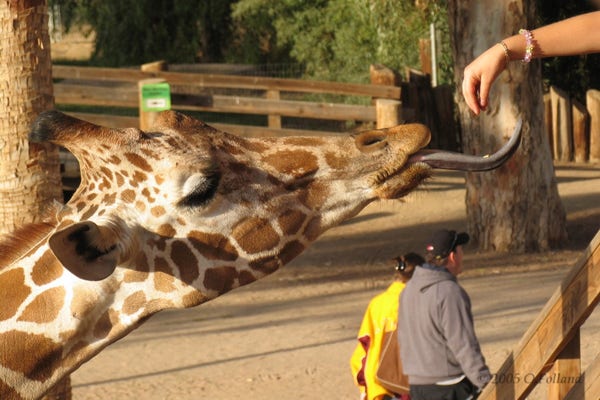 Giraffe's head with it's tongue stuck waaaay out and a small girl's hand dropping a few pellets on it
