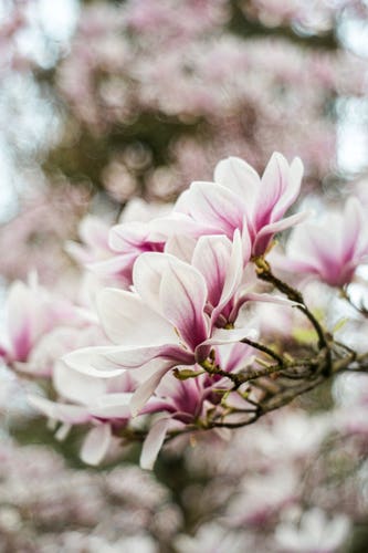 Photos of branches of blooming magnolia, blurred branches can be seen in the background