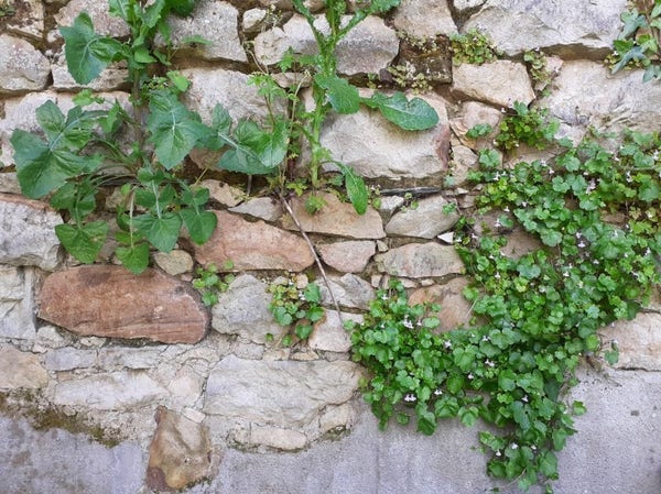 Un mur abritant quelques plantes