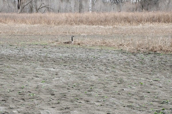 View across the dusty gray silt of a dried up lakebed with some dead vegetation along its shore. A lone Canada Goose is sitting in the middle distance, surrounded by an empty lake.