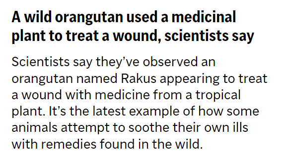 From AP News:
"A wild orangutan used a medicinal plant to treat a wound, scientists say
Scientists say they’ve observed an orangutan named Rakus appearing to treat a wound with medicine from a tropical plant. It’s the latest example of how some animals attempt to soothe their own ills with remedies found in the wild."