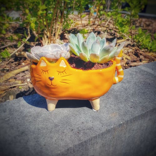 Cat shaped planter with two succulents