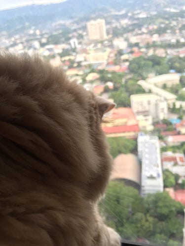 Fluffy orange tabby looking down from 40 stories up above a city, with lots of buildings and trees stretching into the distance and mountains in the background. 