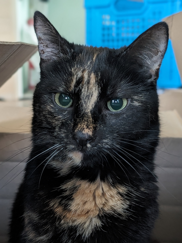 Close-up of the head of a tortoiseshell cat sitting in a cardboard box looking cute.