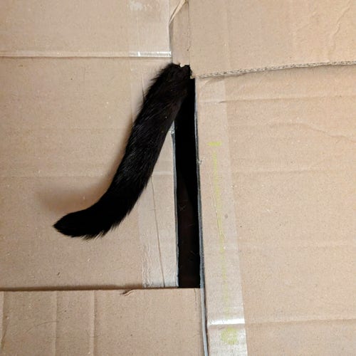 Photo carré d'une queue noire d'un chat qui dépasse de l'ouverture d'un carton. 