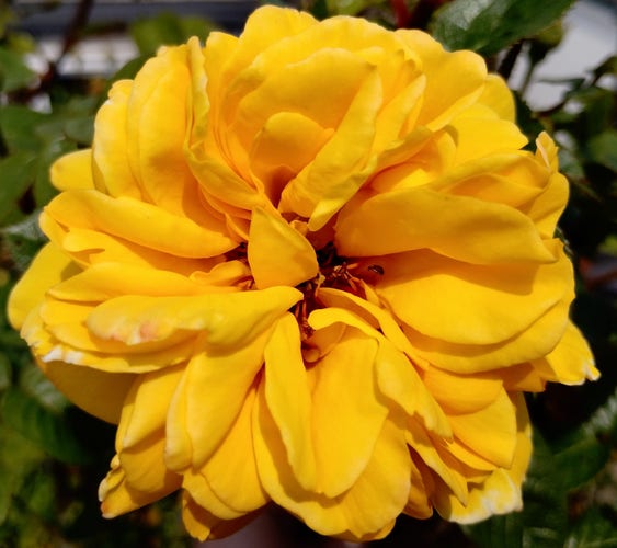 A yellow rose. It is fully open and a rich golden colour with many large petals. It fills the picture, with green leaves just behind.