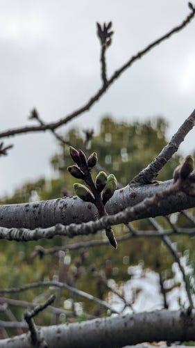 A close-up of Sakura (Japanese cherry blossoms) buds, not in bloom yet.