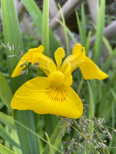 Iris d’eau très jaune 