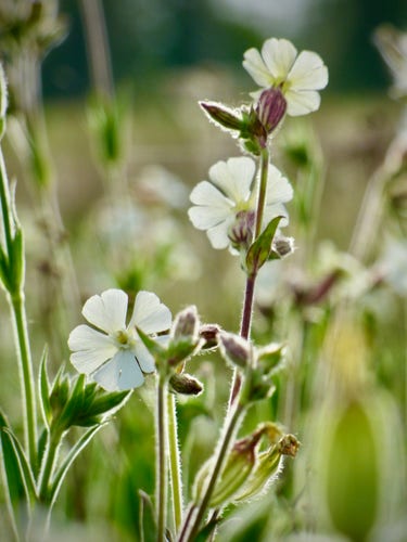 White wildflowers with a blurred green background.