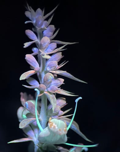 One flower spire of Salvia apiana. It is gray green and uv light makes sections glow violet and light blue. At the bottom , one open bloom has shape of a snapdragon with tall horn like anthers. Dark background just after sundown. 