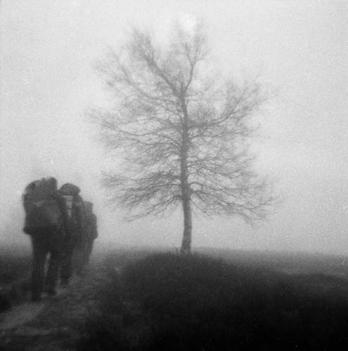 A bare tree in a foggy field. The hikers with big packs are passing to the left of the tree.