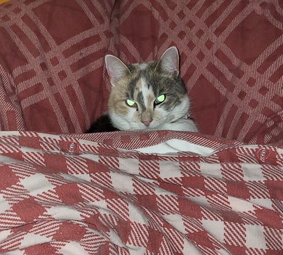 Calico cat's head peeping out from  red and white bedding, head on a pillow, body covered with a duvet, looking into the camera - her eyes reflecting the flash so it looks as if they were lit up - slightly spooky