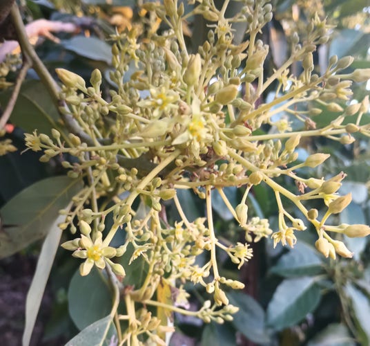A huge cluster of yellow avocado blossoms just starting to open.