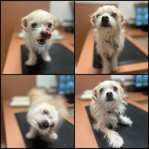 A collage of four images showing different poses of a small, fluffy dog with a predominantly white coat and tan markings.