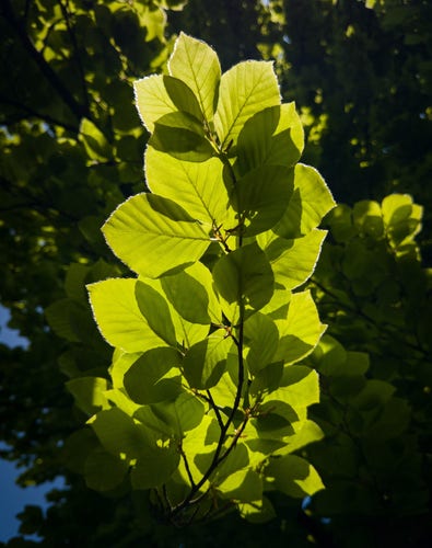 A branch of fresh beech leaves seen from underneath, glowing green thanks to the sunlight. Seen against darker leaves above with a slight hint of blue sky to the left.