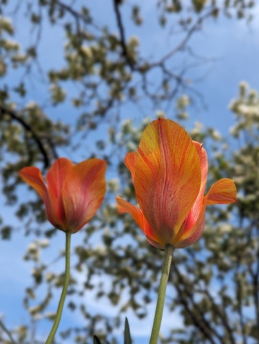 Two orange color flowers looking the strongest and standing tall inside a garden. Much taller trees can be seen blurred in the background surrounding the flowers. This was captured in New York City with a Google Pixel 6 smartphone