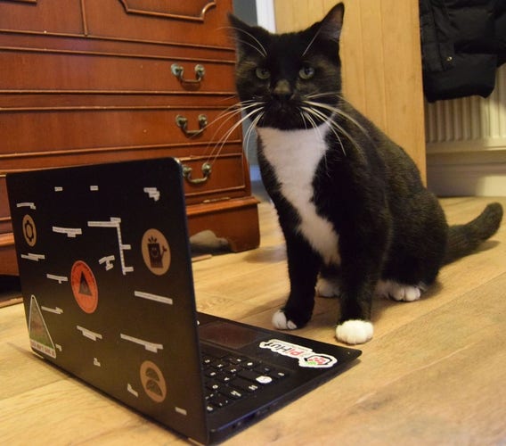 a black and white cat sits in front of a laptop on the floor