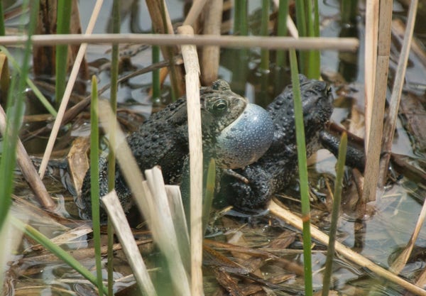 A pair of American Toads, are sitting back-to belly among old rushes. The male in the back is calling with the vocal sac fully expanded.