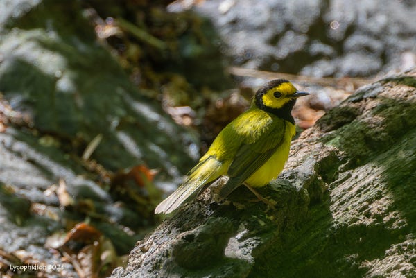 "Hooded Warblers are small, well-proportioned birds with a straight, sharp bill. Compared to other warblers, they are fairly heavy-bodied and thick-necked. Adult males are olive-green above and bright yellow below with a black hood and throat, a yellow forehead, and yellow cheeks. Females and immatures are also olive-green above and yellow below, but they don't have a black hood, although some adult females show an outline of a hood. Note the large black eye and white outer tail feathers that it often flashes." (AllAboutBirds)