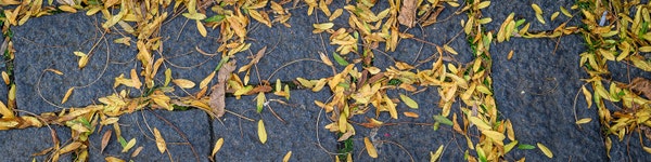 Autumn leaves on the street
