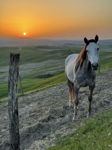 The sun sets behind a curious Tuscan horse.