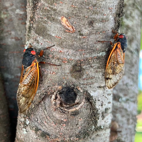 Two periodical cicadas climbing up a tree trunk
