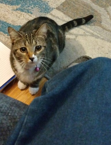 A young tabby cat is sitting in a living room looking up towards the camera.  The pupils of the cat's eyes are huge and very dark as she anticipates pouncing on the legs of a woman who is seated in a chair next to her.
