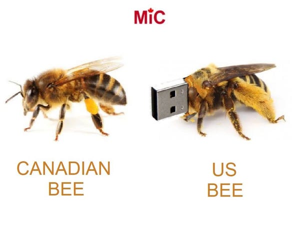 Canadian bee: image of regular bee
USB: image of bee with USB for a head