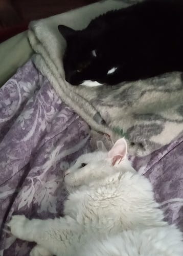 A tuxedo cat sleeping on a folded blanket at the foot of the bed. Within inches, is a white cat, almost face to face. The amazing part, is that the white cat hasn't come into the bedroom again for three years. We've been busy retraining 