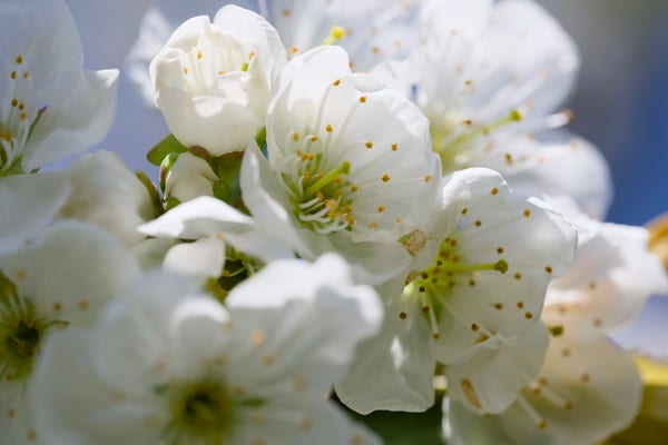 A frothy cluster of white cherry blossoms in bright sunlight, with soft focus branches and blue sky beyond