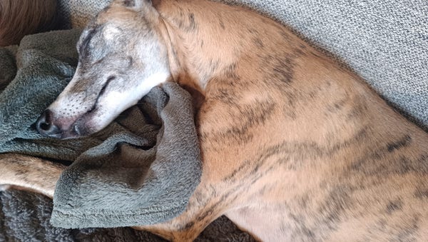 a whippet curled up on a sofa looking very relaxwd