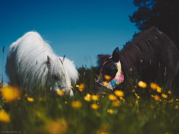 Two elderly shetland ponies grazing on a blooming meadow.