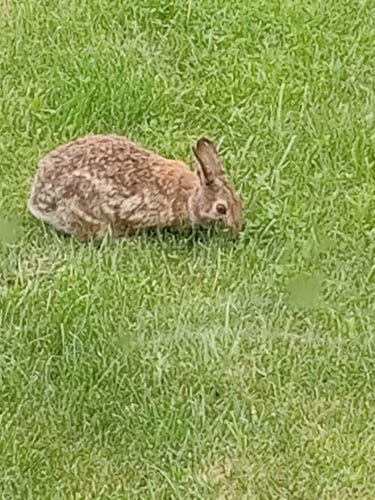 A backyard rabbit.