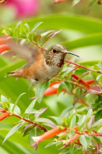 A tiny bird with a long, thin beak hovers midair among red &amp; white flowers, its wings moving so fast they appear as a blur in this photo.