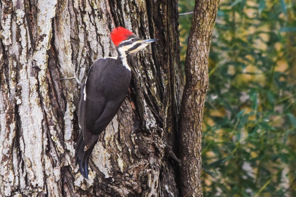 Pileated woodpecker on a tree