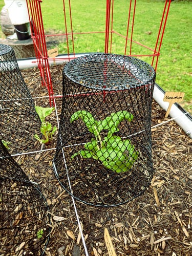 A small swiss chard plant covered by a wire mesh basket.