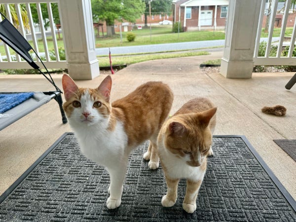 Two orange and white cats are standing on a welcome mat.