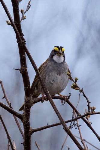 A white-throated sparrow. The bird has a very geometric and symmetrical appearance; a dark gray belly with an almost hexagonal patch of white on the throat; a white band starting from the beak separates the eyebrows, which are wide yellow bands highlighted with black bands towards the forehead.