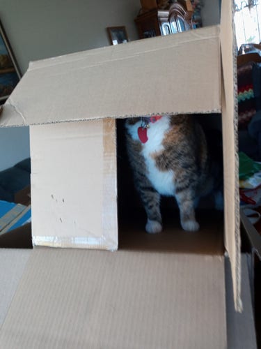 Photo of a cat standing in a sideways box with her head obscured by the box flap