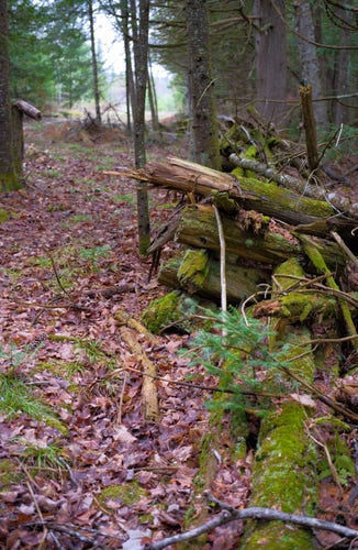 A moss-covered fence of cedar logs.