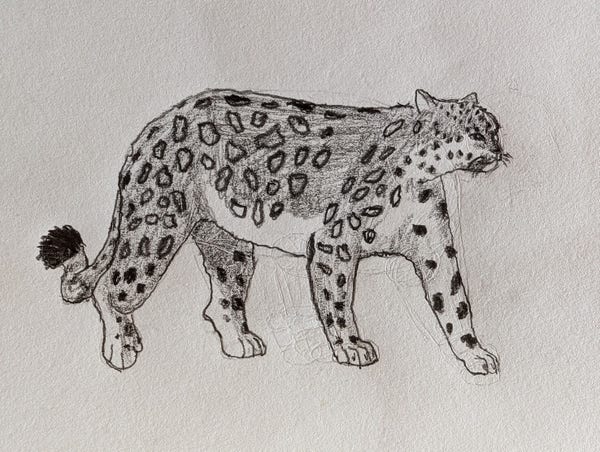 Pencil sketch of a snow leopard.